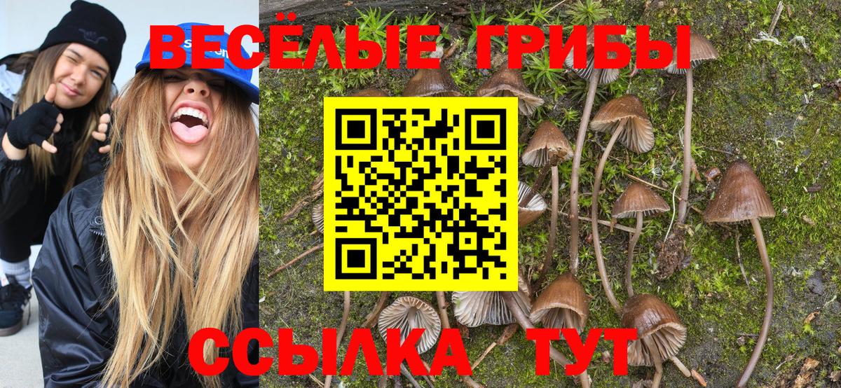 Галлюциногенные грибы Psilocybine cubensis  Вход с VPN  Сосновоборск 